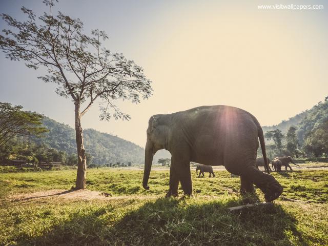 Animals_687