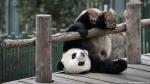 Animals_688