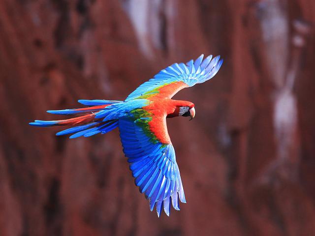 Birds_295