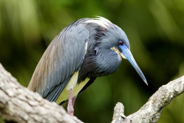 Birds_296