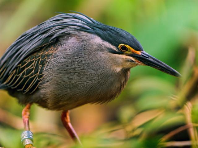 Birds_297