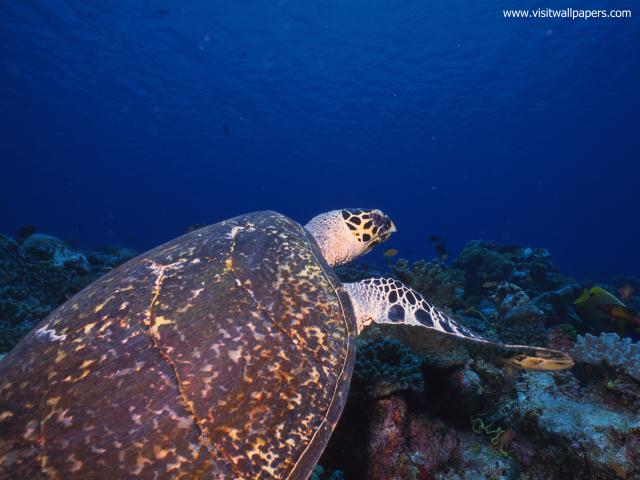 ocean-life-723