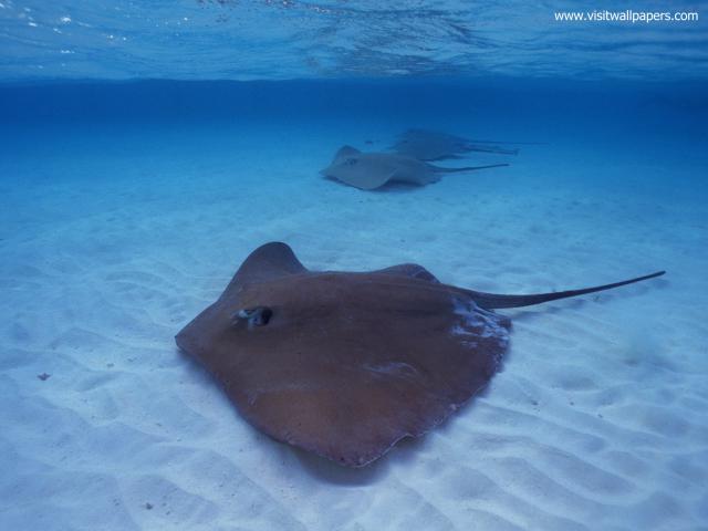 ocean-life-724