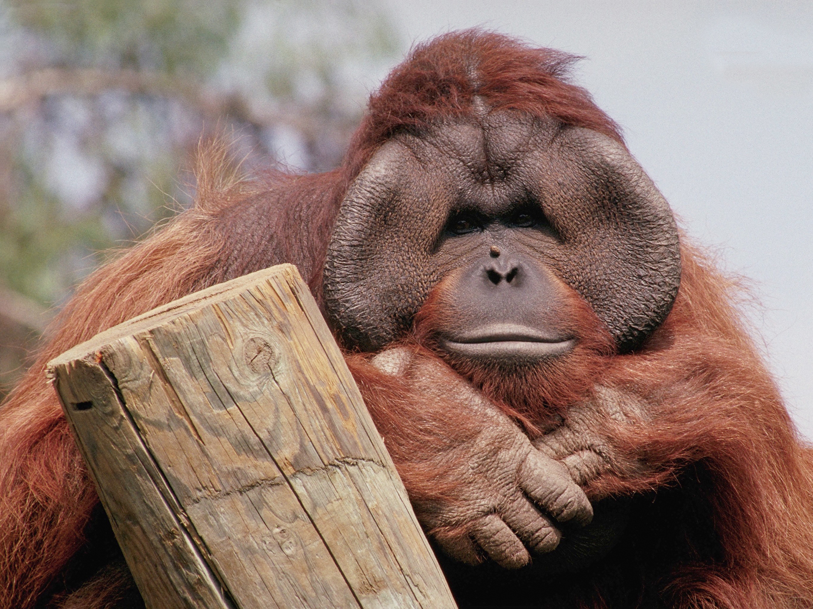 Animals_691