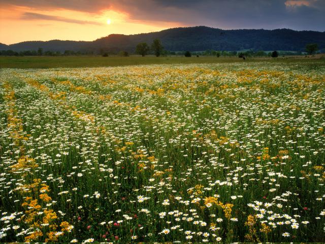 Cades_Cove_Wildflowers