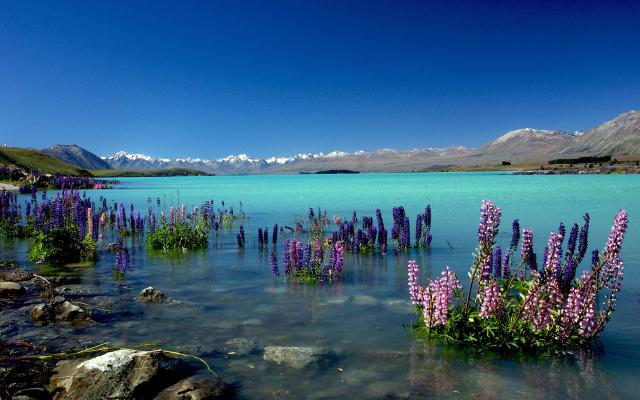 New_Zealand_200