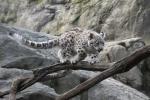 Snow_Leopard_06