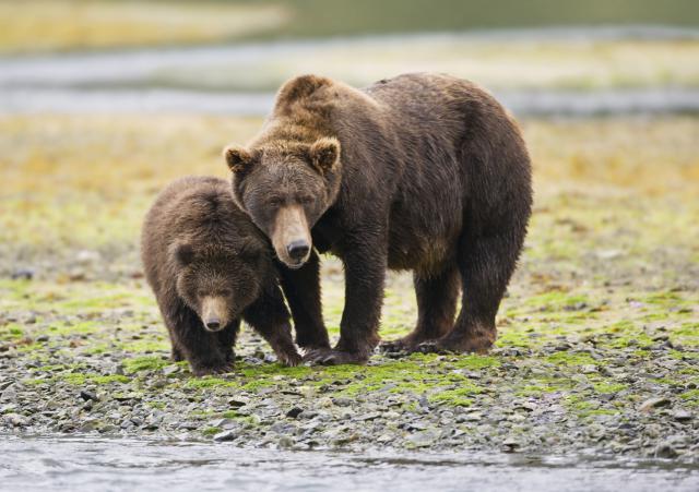 Animals_695