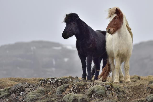 Animals_698