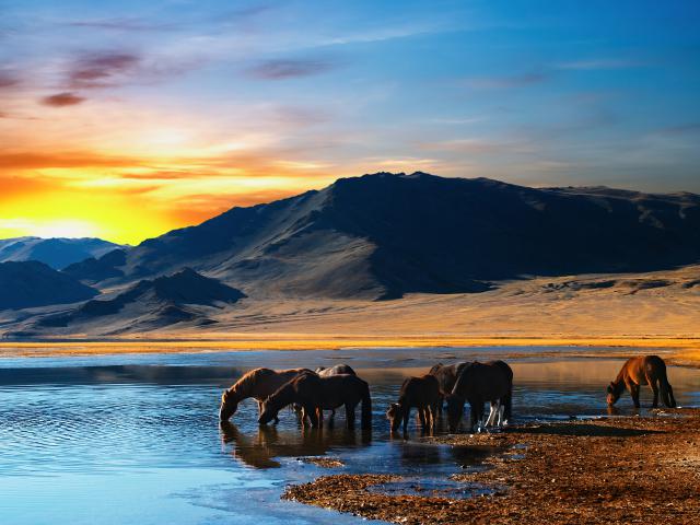 Animals_701
