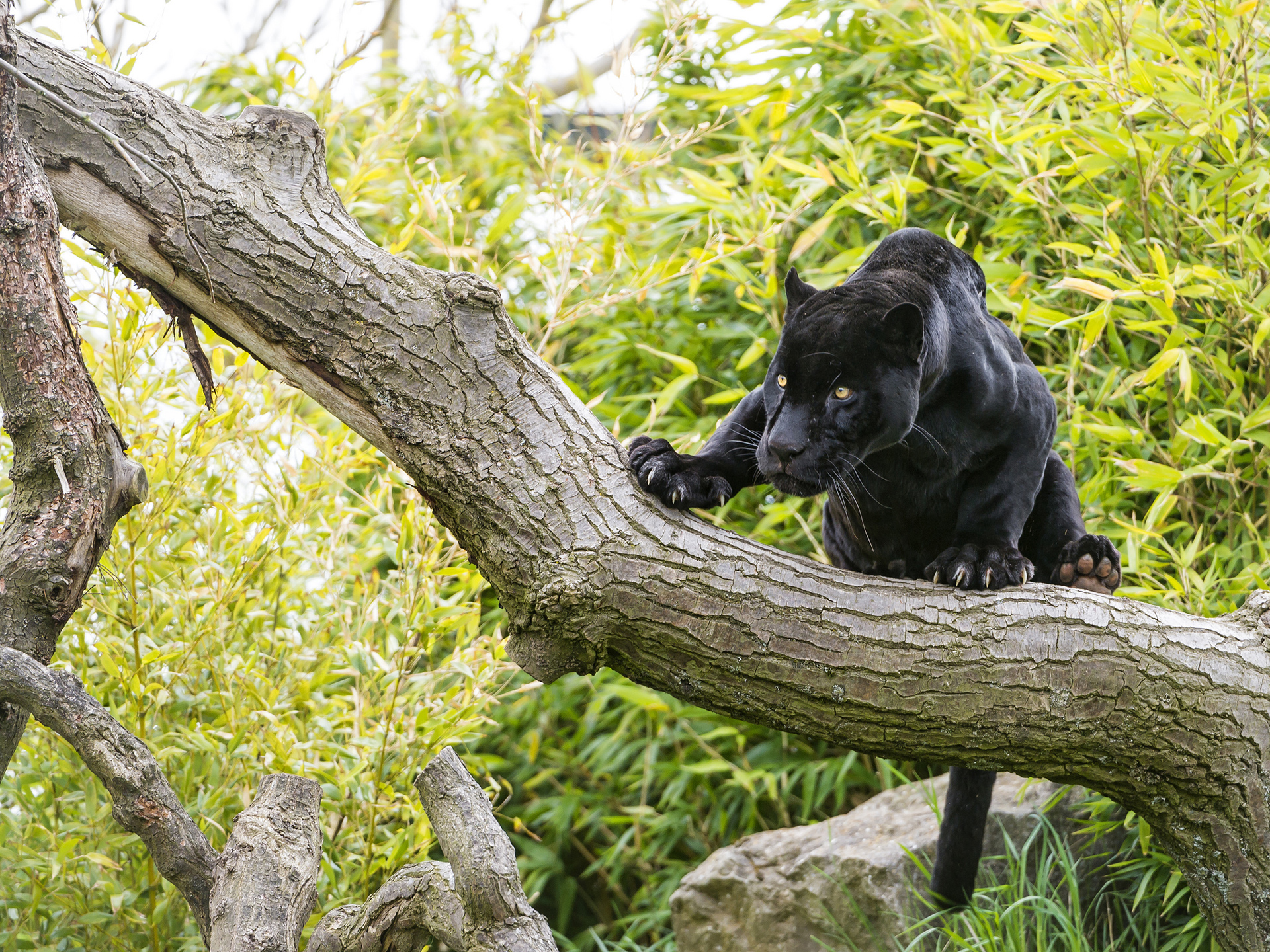 black_panther_10