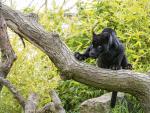 black_panther_10
