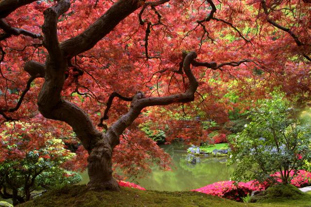 Japanese_Maple_03