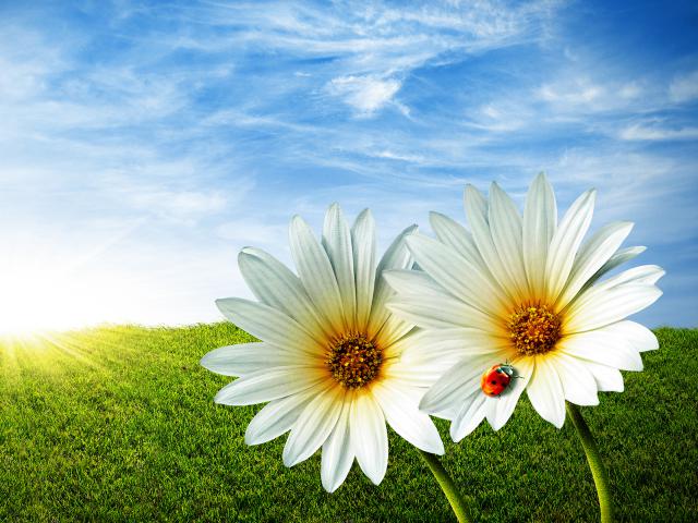 Flower_107