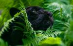 black_panther_14