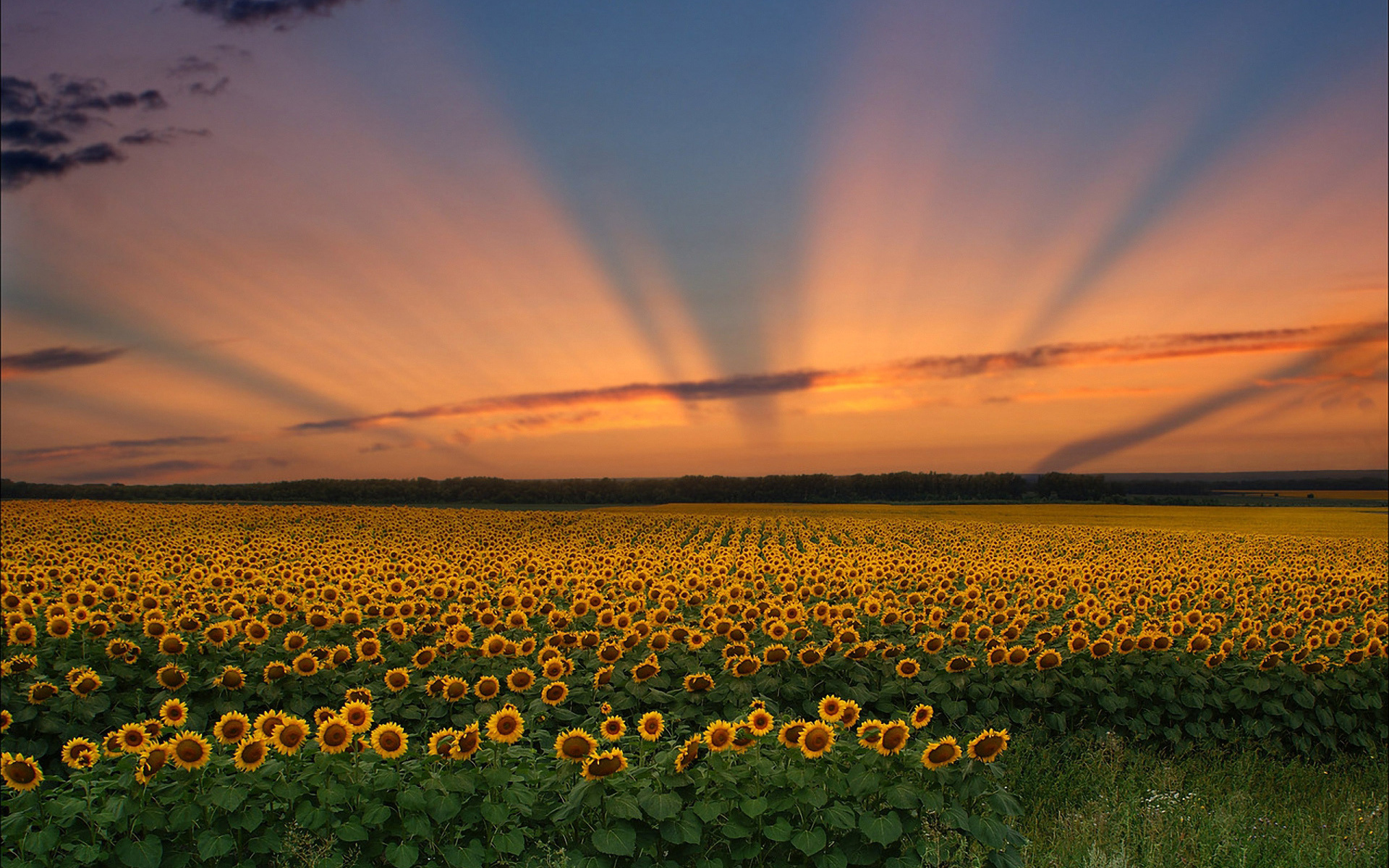 Sunflower_Field_11