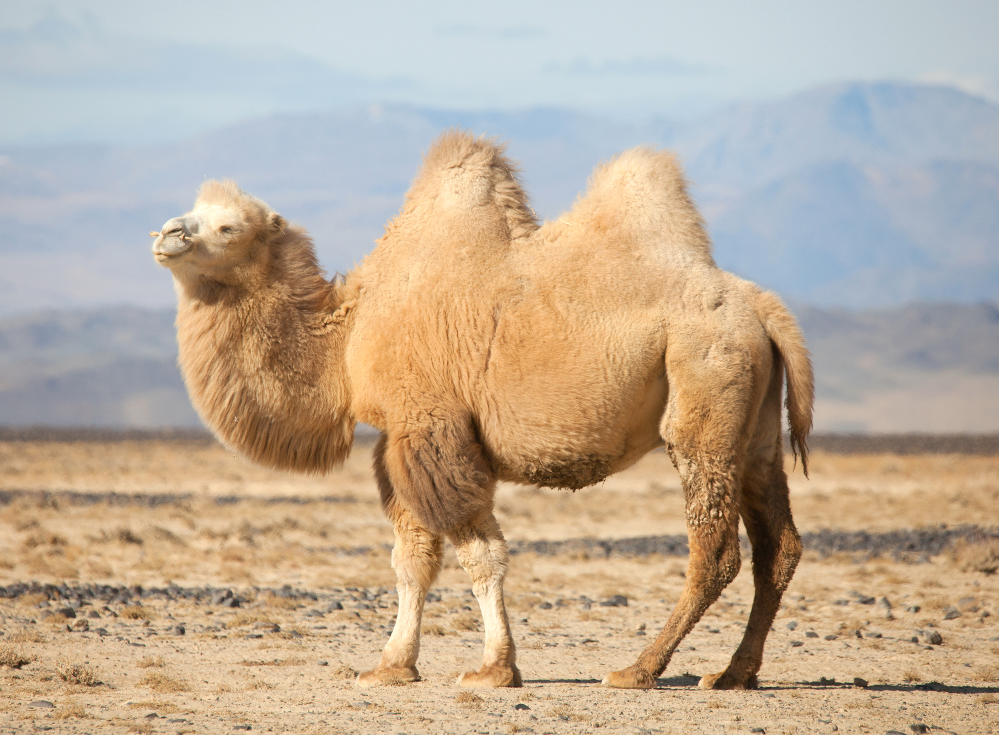Animals_709