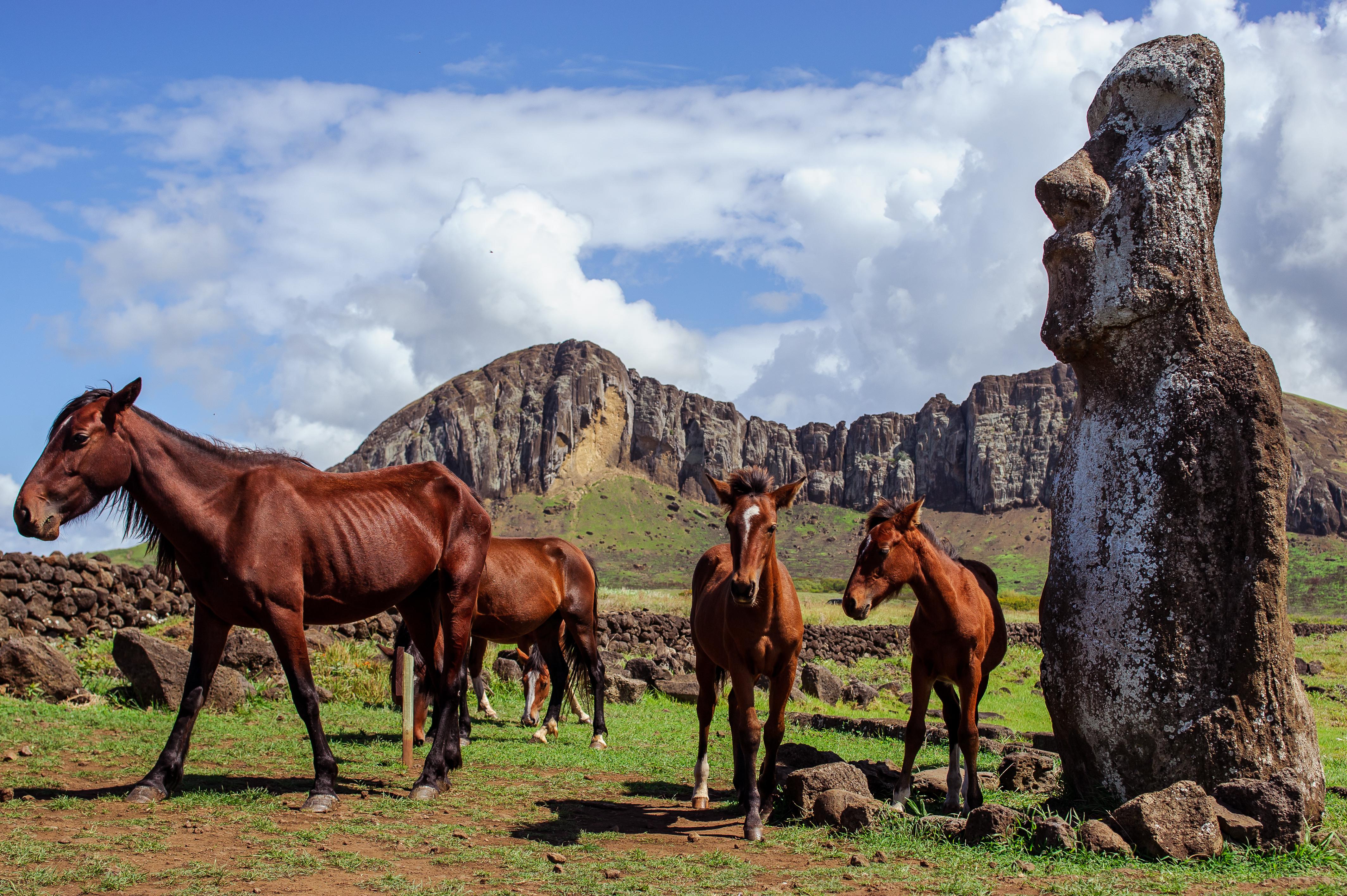 Moai_Stone_Statues_12