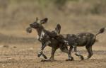 Animals_718