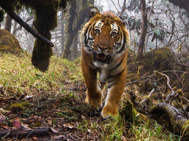 Tiger_135