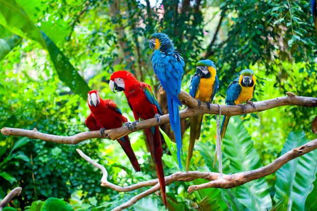 Birds_301