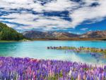 New_Zealand_203