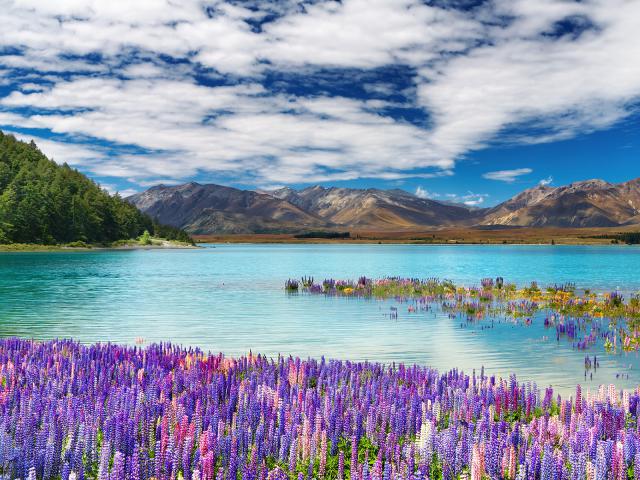 New_Zealand_203