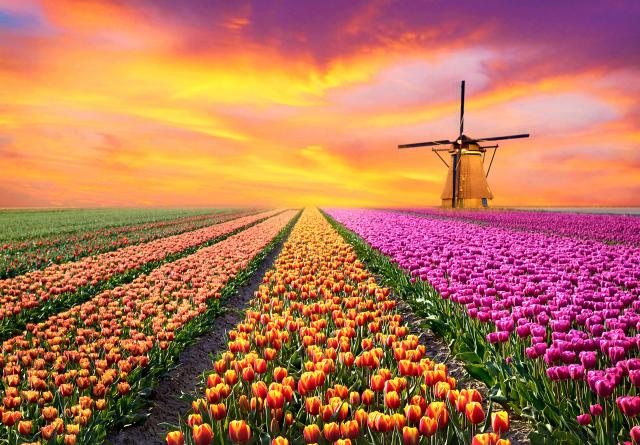 Colorful_Tulips_07