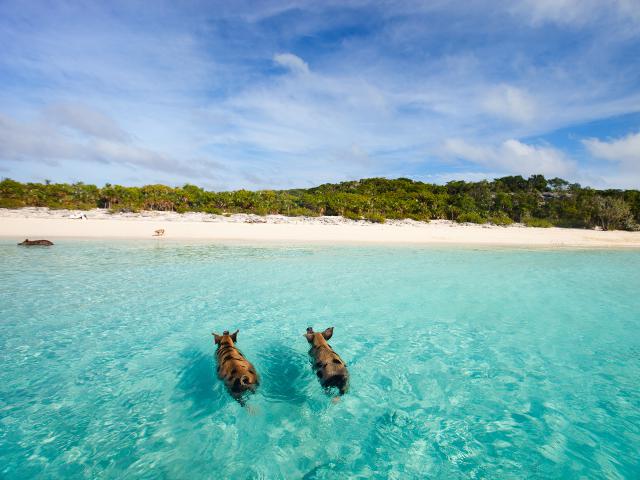 Animals_722