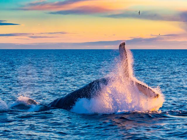 ocean-life-735