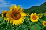 Sunflower_Field_12