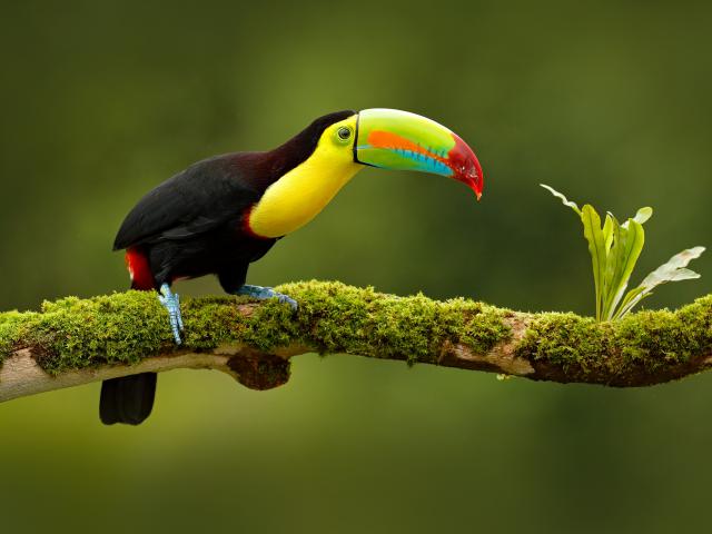 Birds_310