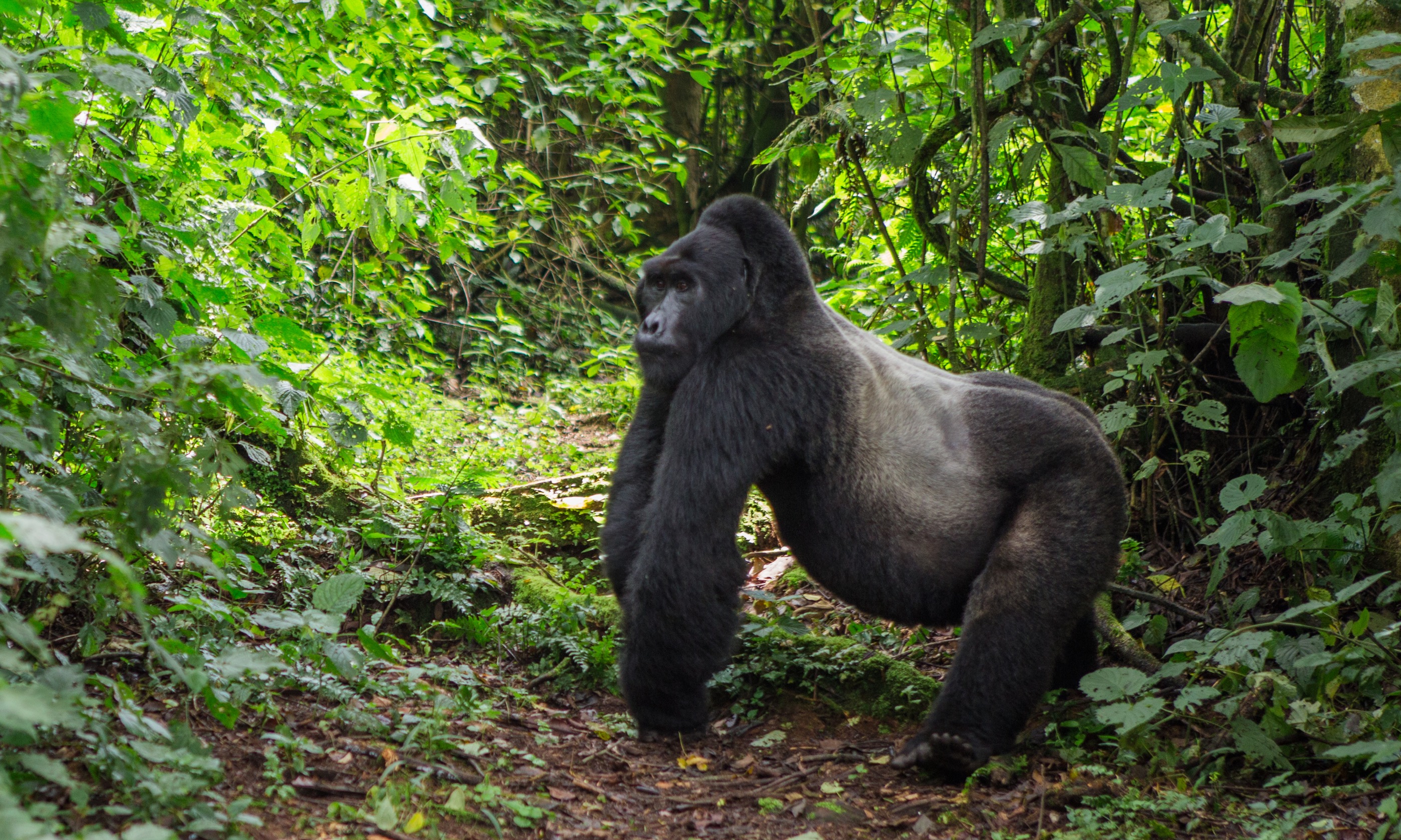 Animals_724