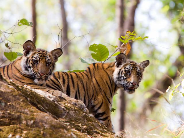 Tiger_142
