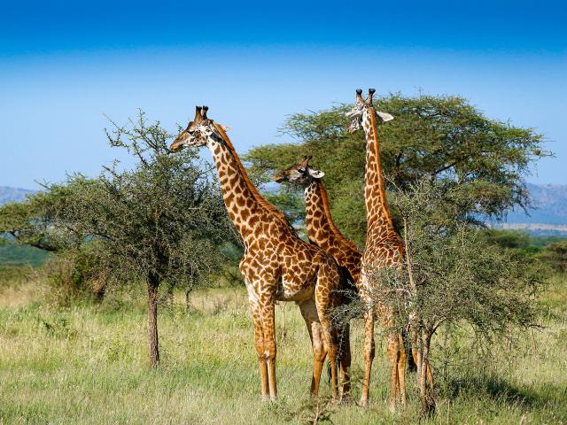 Animals_727