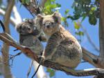 Animals_728