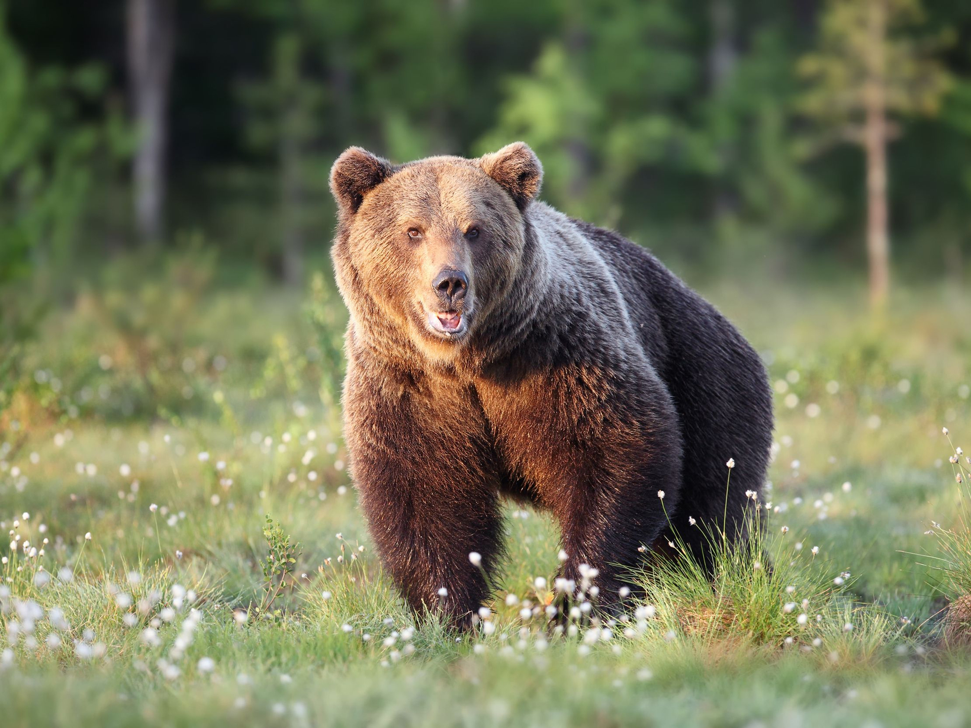 Animals_729