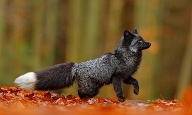 Animals_733