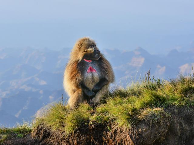 Animals_737