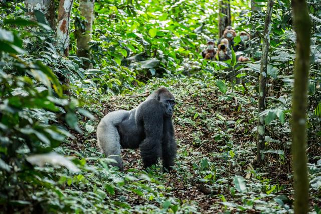 Animals_739