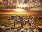 Animals_741