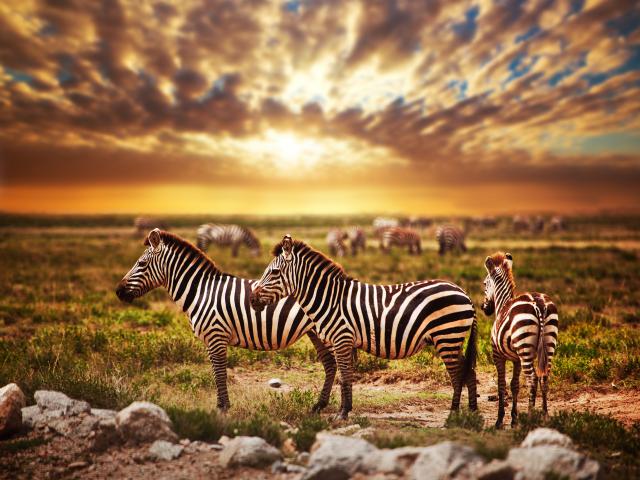 Animals_741