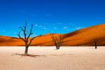 Desert_69