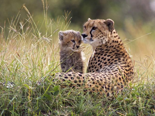 Cheetah_27