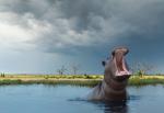 Animals_743