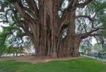 tree_302