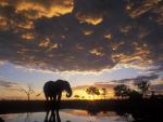 Animals_751