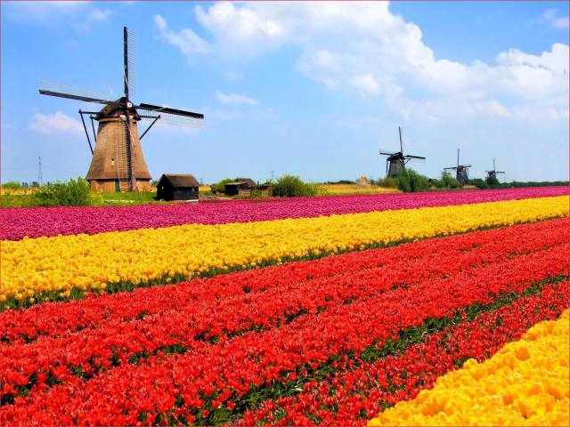 Windmill_43
