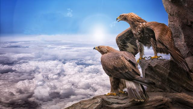 Birds_324