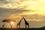 Sunset_623